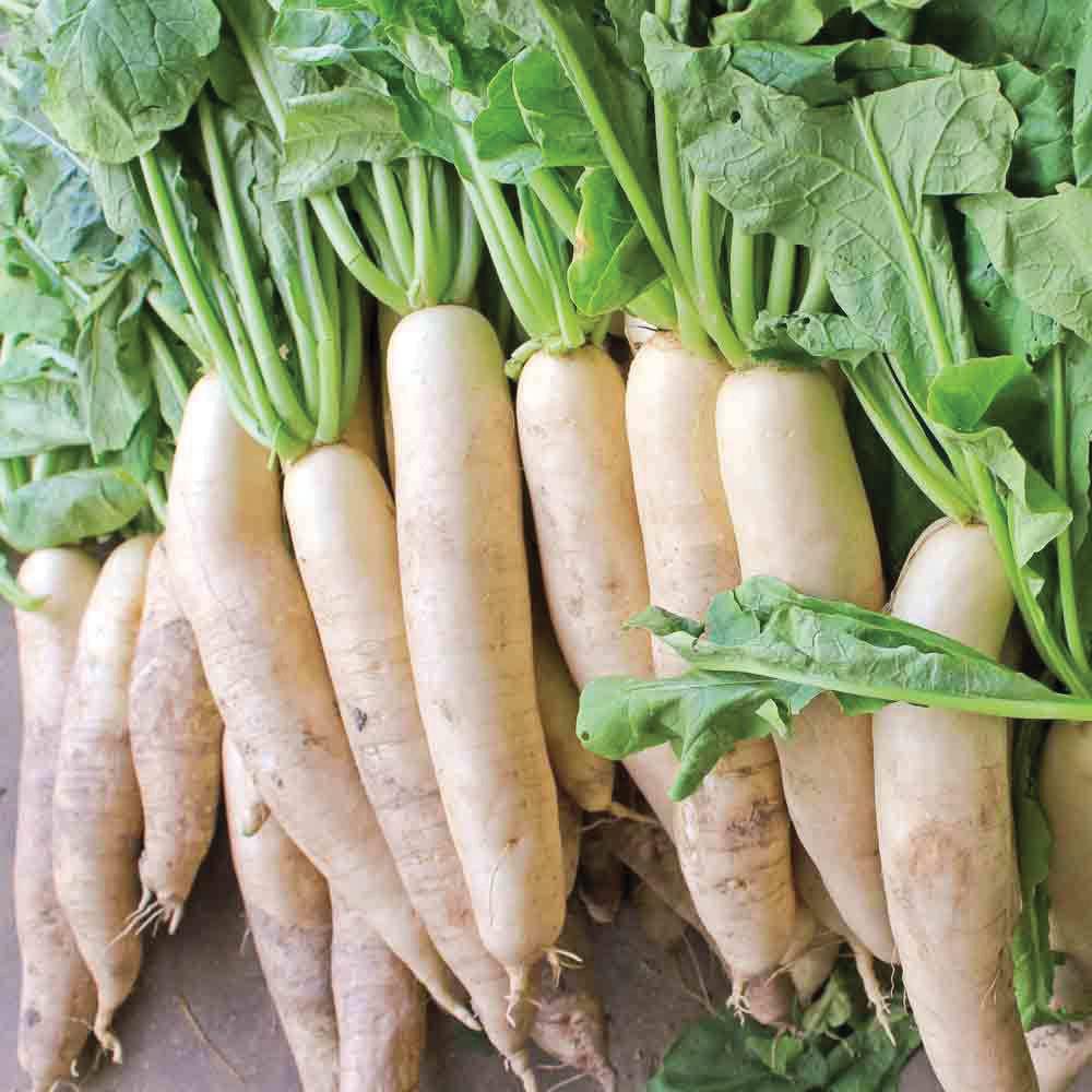 Daikon Radish by MIgardener