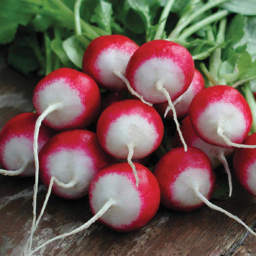 Sparkler White Tip Radish by MIgardener