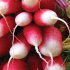 RADISH Seeds, French Breakfast