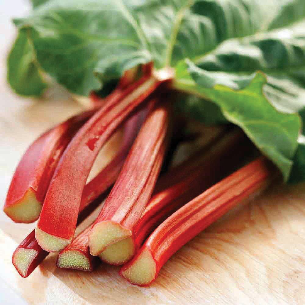 Victoria Rhubarb by MIgardener