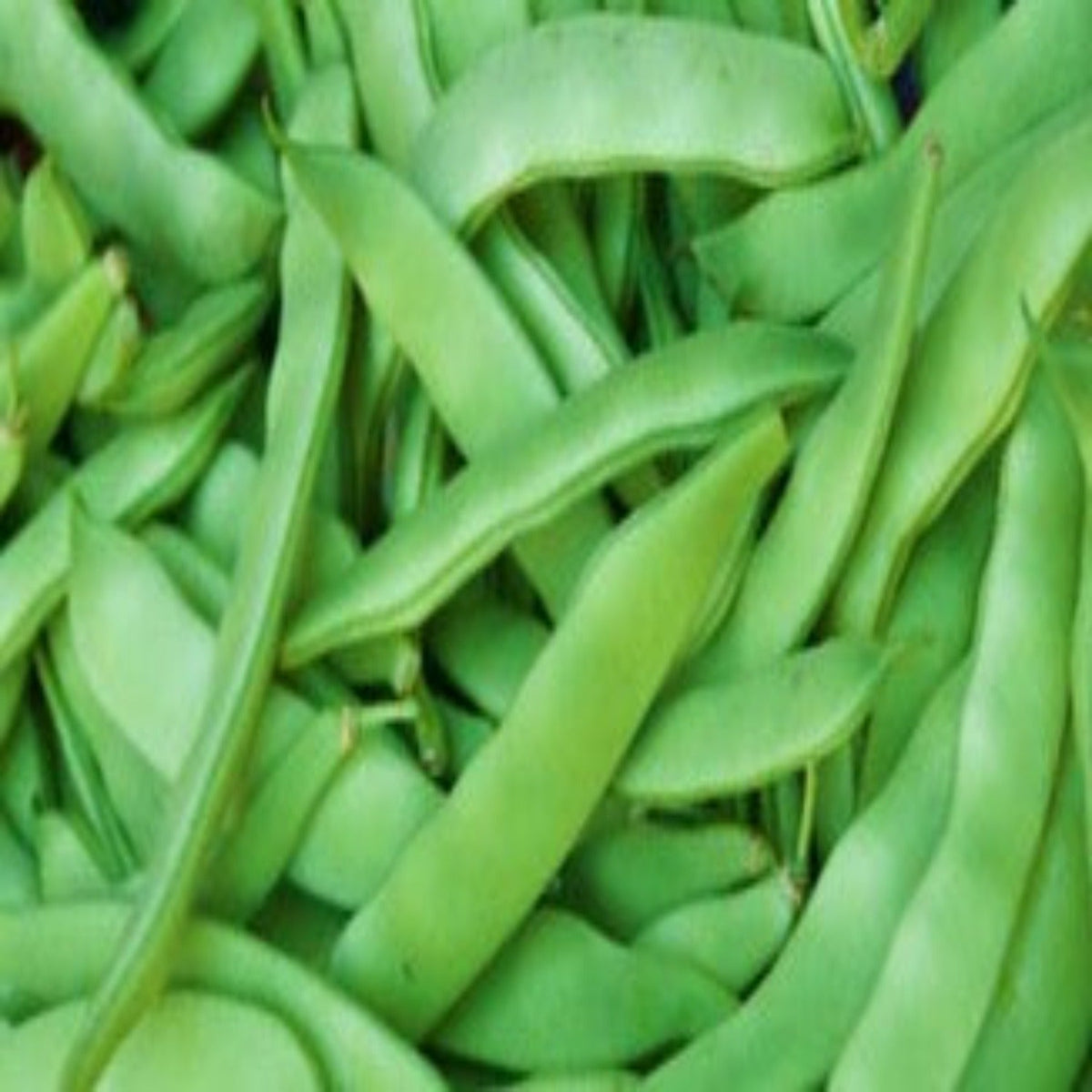Roma II Green Bean Seeds, image 3 of 7