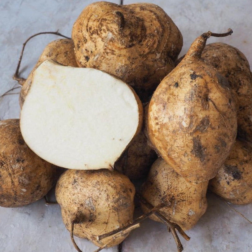 Jicama by MIgardener