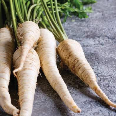 All American Parsnip by MIgardener