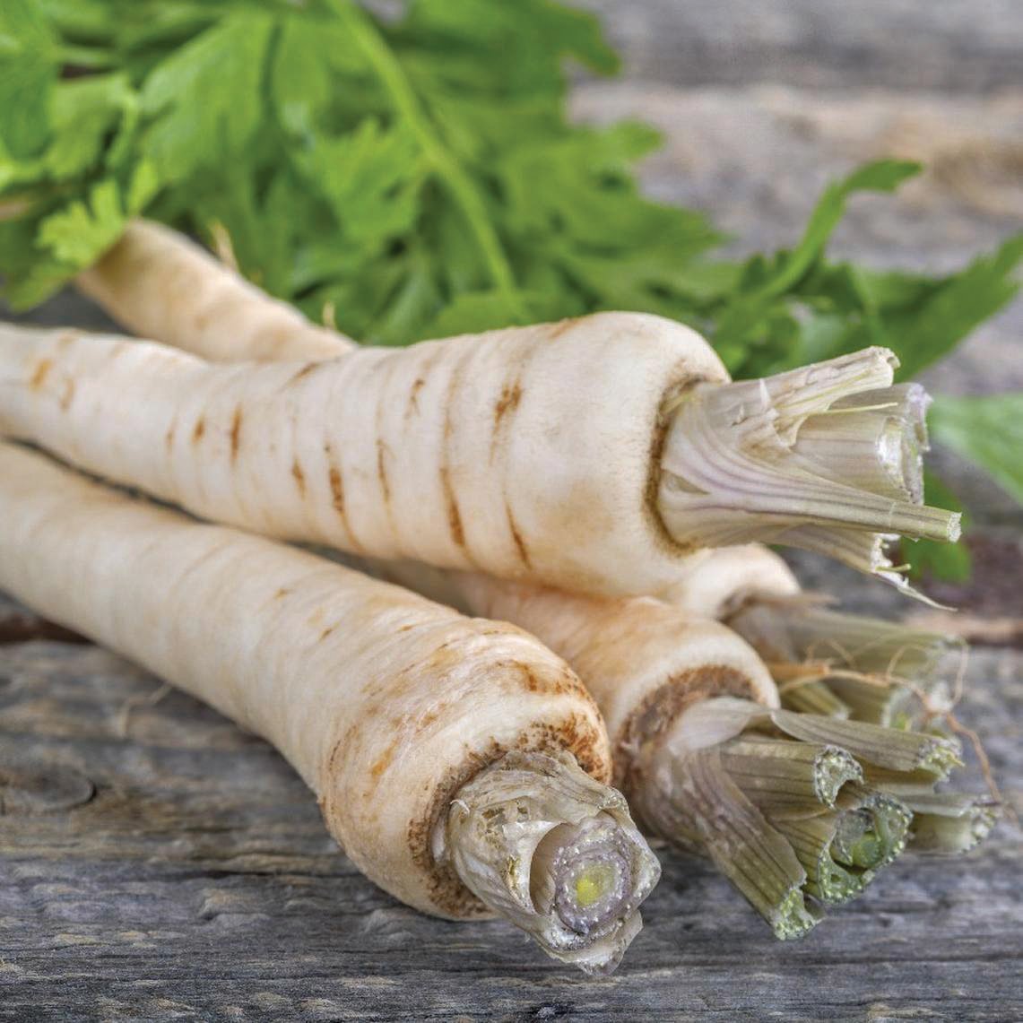 Harris Model Parsnip by MIgardener