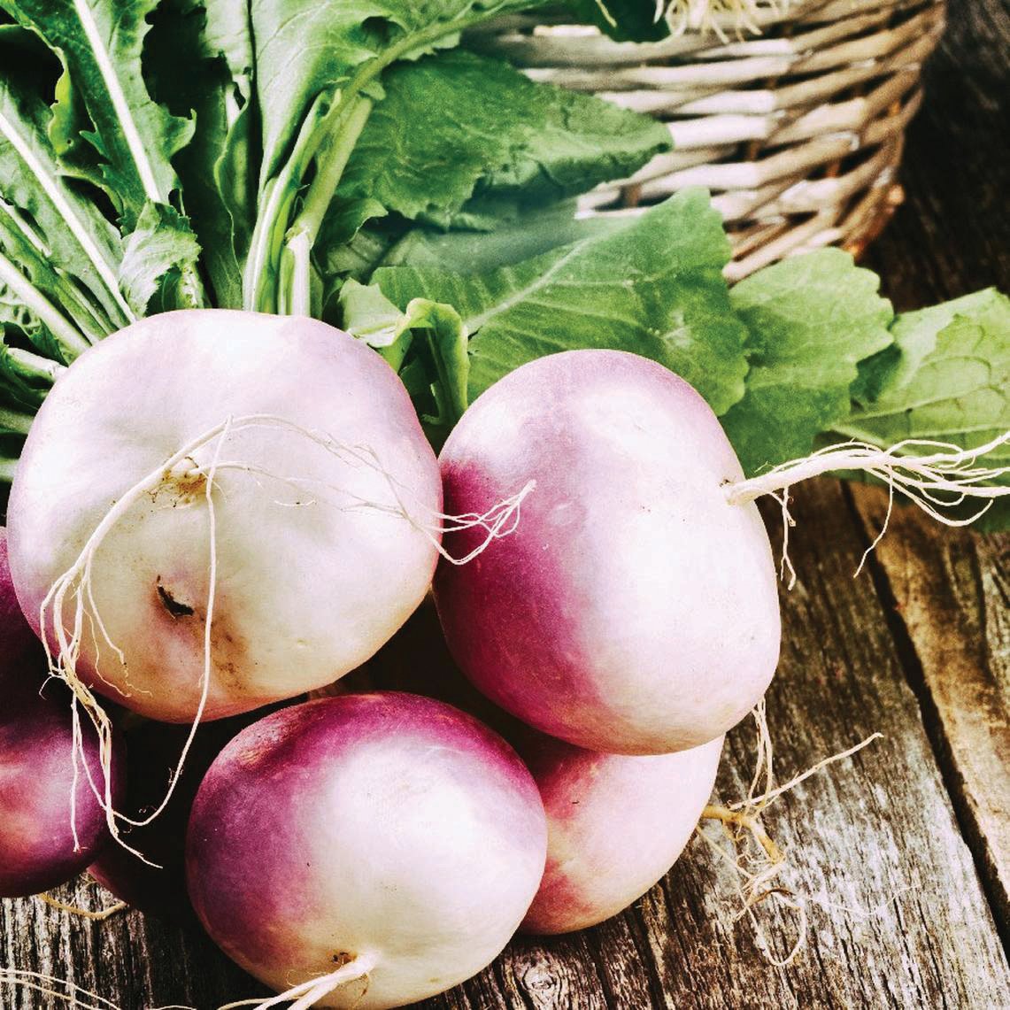 Purple White Globe Turnip by MIgardener