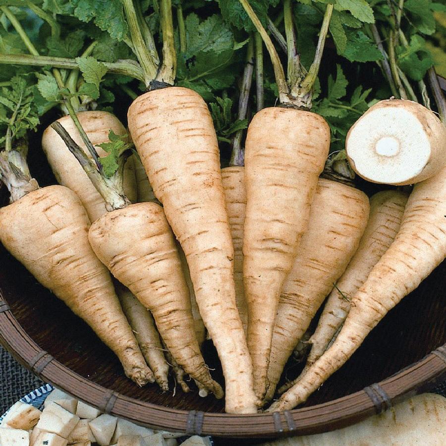 Hollow Crown Parsnip by MIgardener