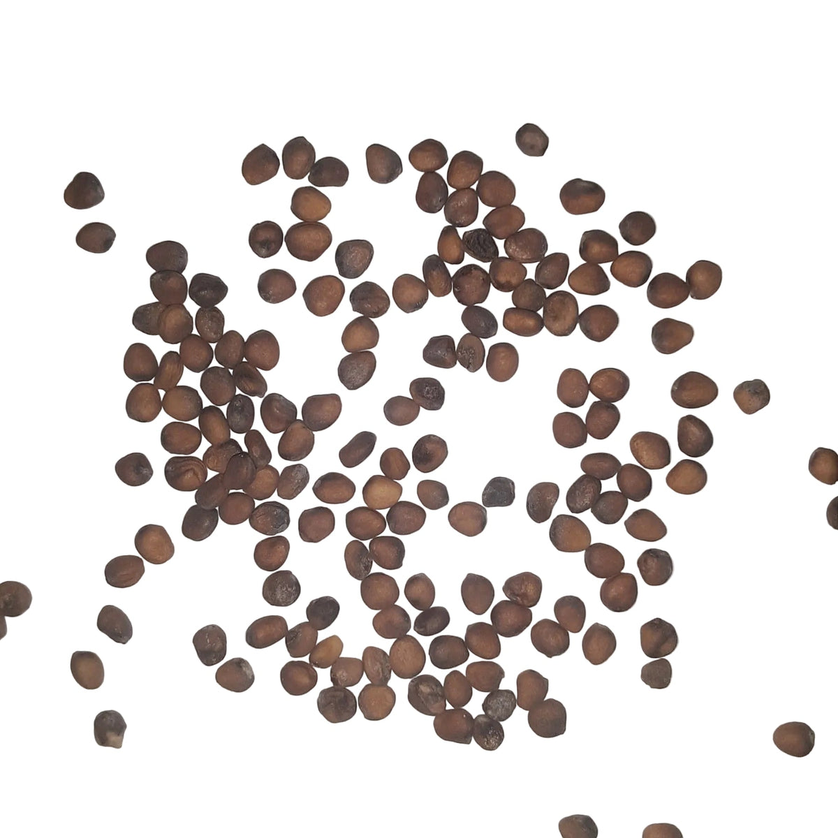 Cherry Belle Radish Seeds, image 2 of 5