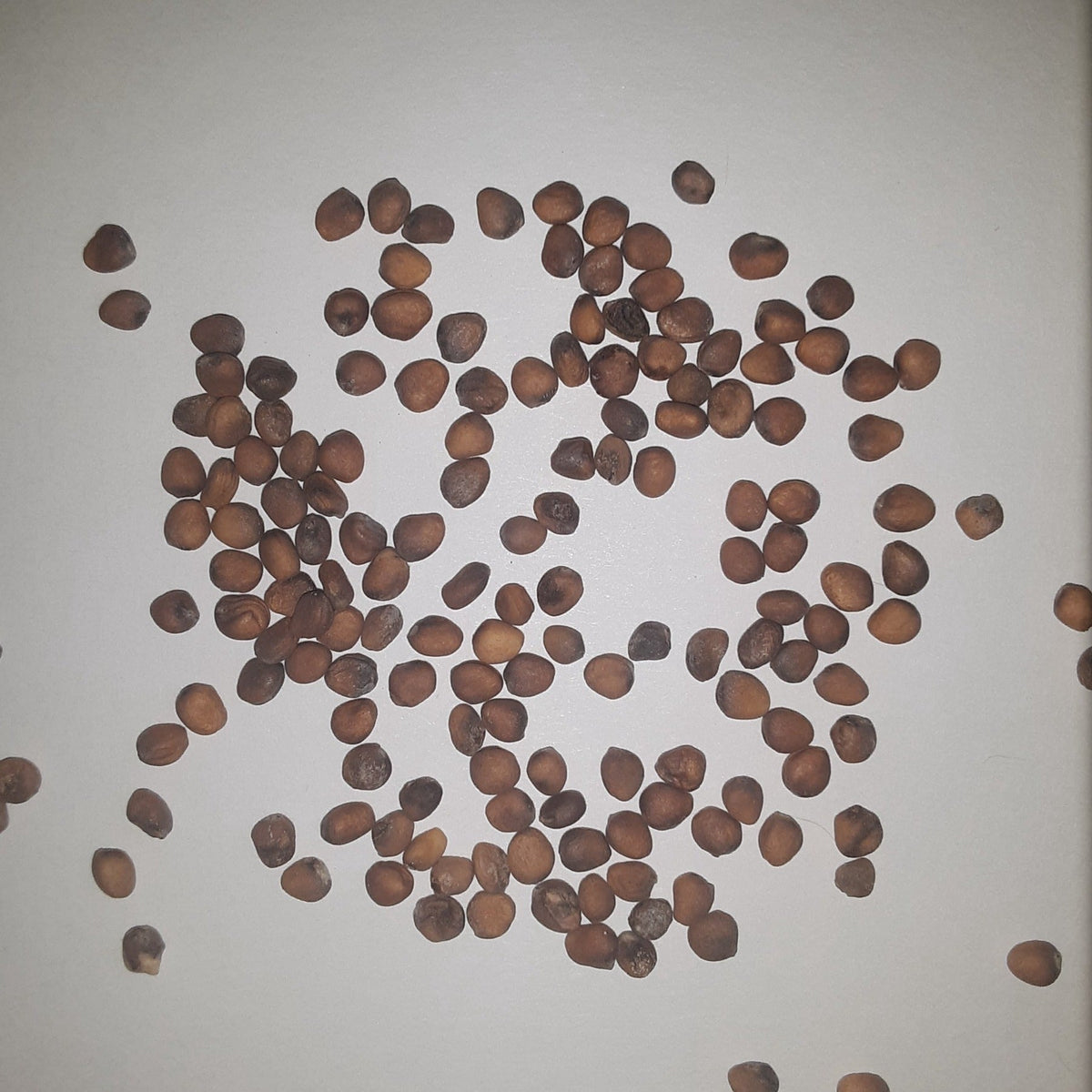 German Giant (Parat) Radish Seeds, image 2 of 5
