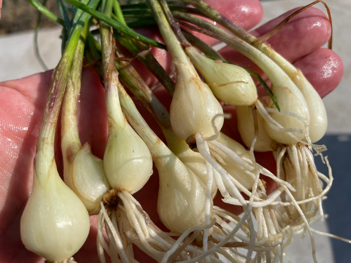 RAKKYO, Scallion for pickles | Suzuki Farm | 1 bunch, image 4 of 6