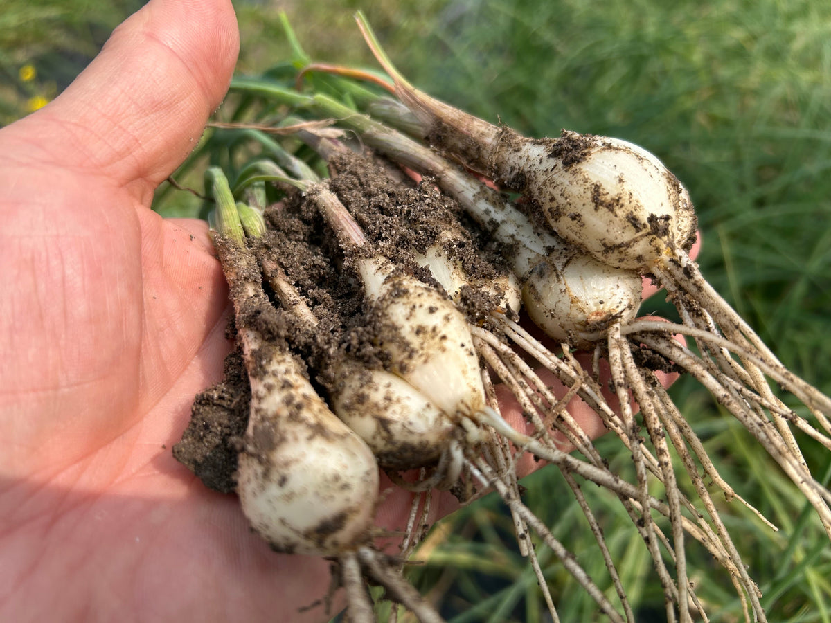 RAKKYO, Scallion for pickles | Suzuki Farm | 1 bunch