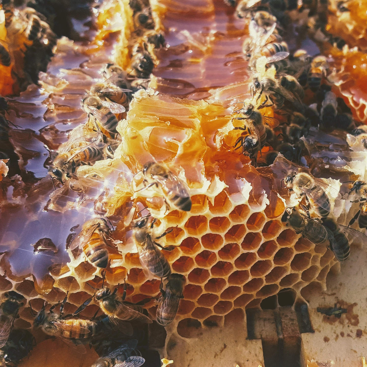 Raw Honey from Tuscaloosa, Alabama, image 3 of 4