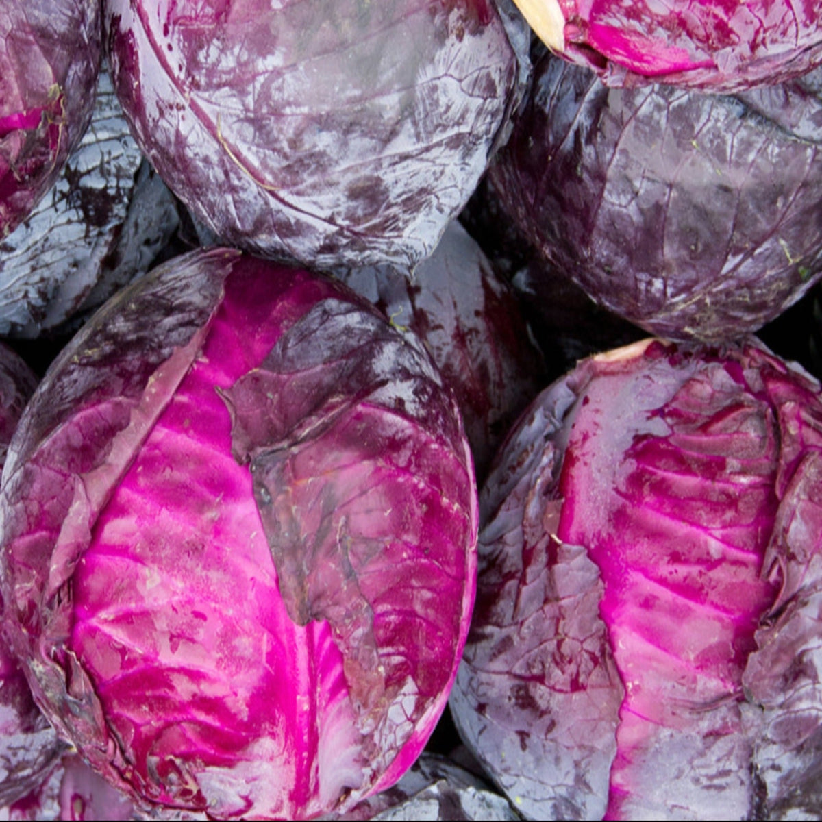 Red Acre Heirloom Cabbage Seeds by Papaws Garden Supply
