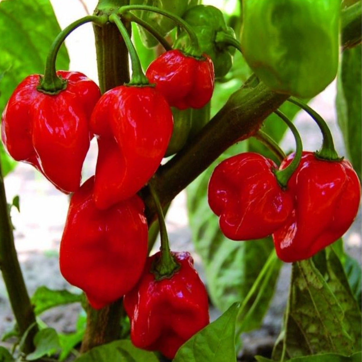 Habanero Red VERY HOT Pepper Seeds by Papaws Garden Supply