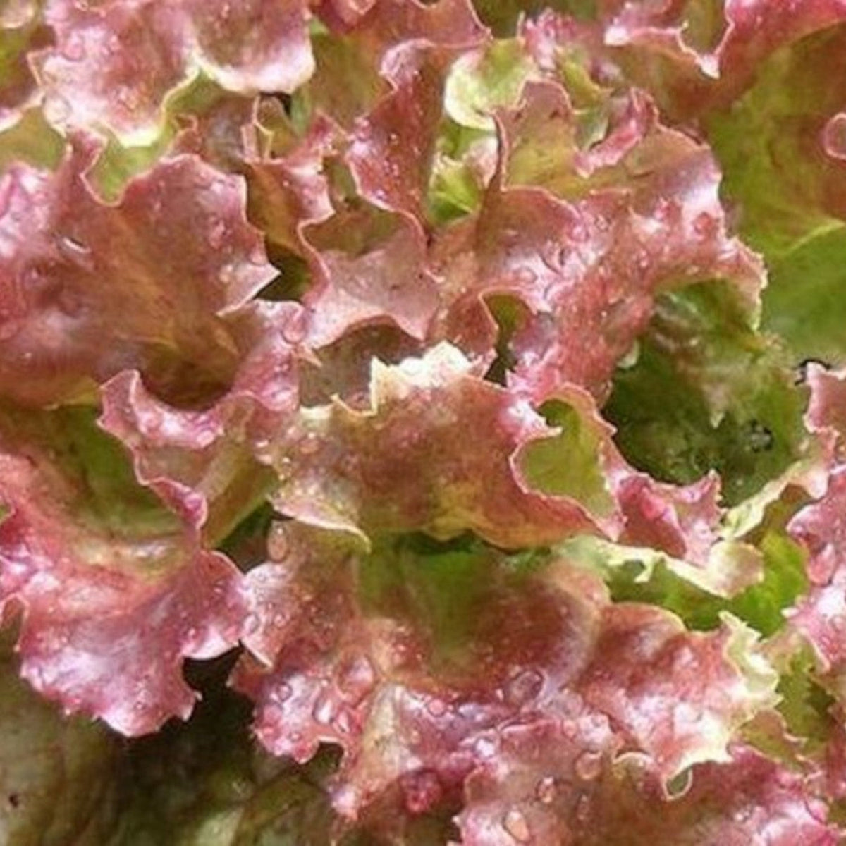Red Sails Lettuce Seeds by Papaws Garden Supply