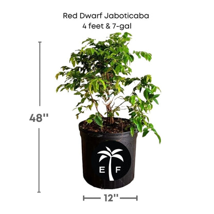 Red Dwarf Jaboticaba Tree, Hybrid, Fruit Trees from Everglades Farm