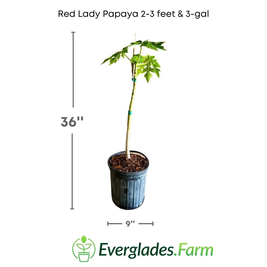 Red Lady Papaya Dwarf Tree, Fruit Trees from Everglades Farm