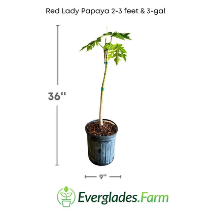 Red Lady Papaya Dwarf Tree, Fruit Trees from Everglades Farm