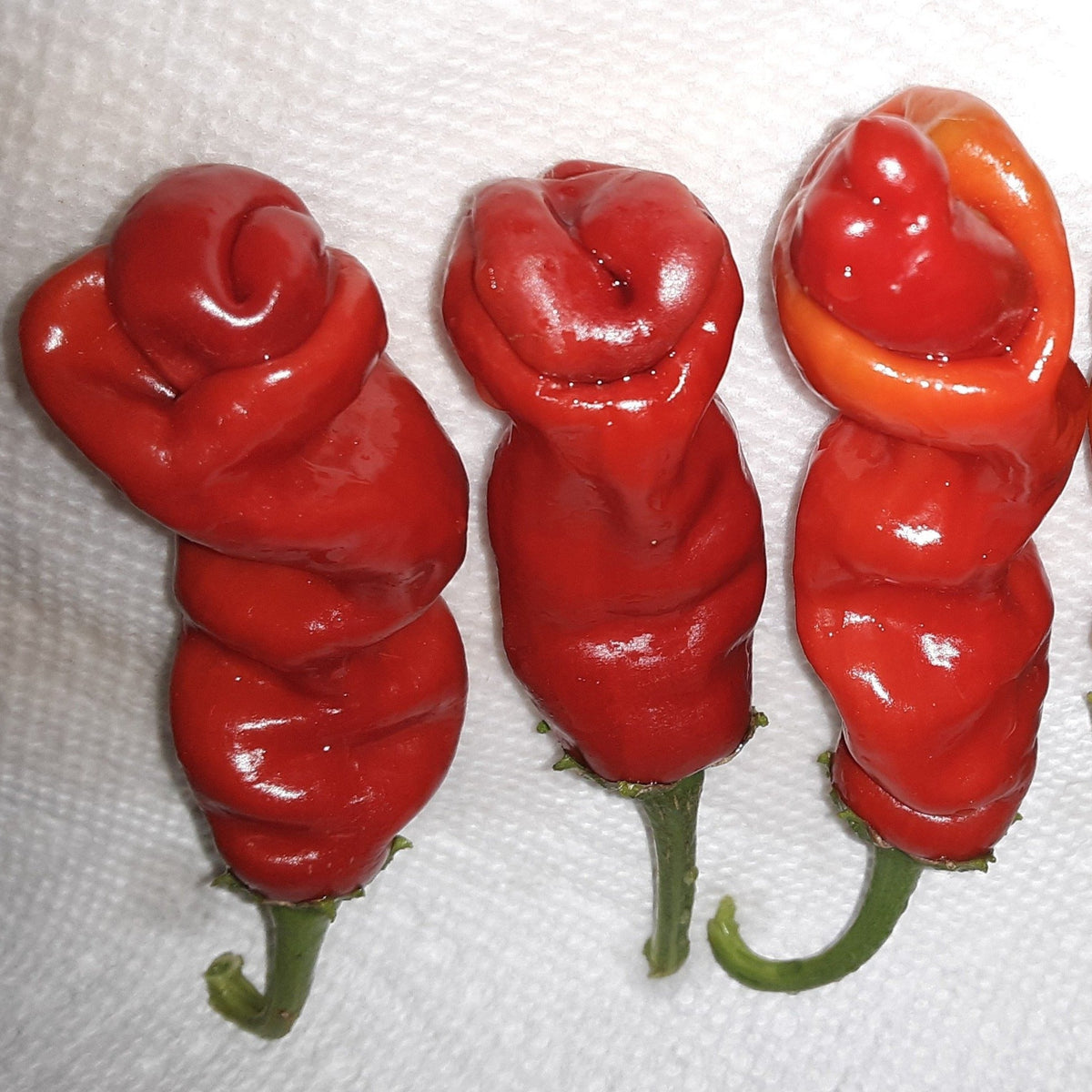 Red Peter Hot Pepper Seeds by Papaws Garden Supply