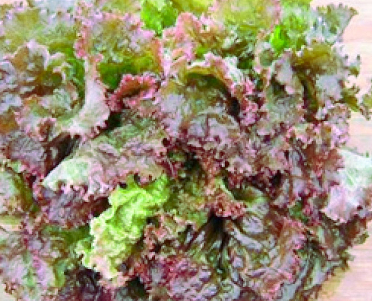 Red Sails Lettuce Seeds, image 2 of 2