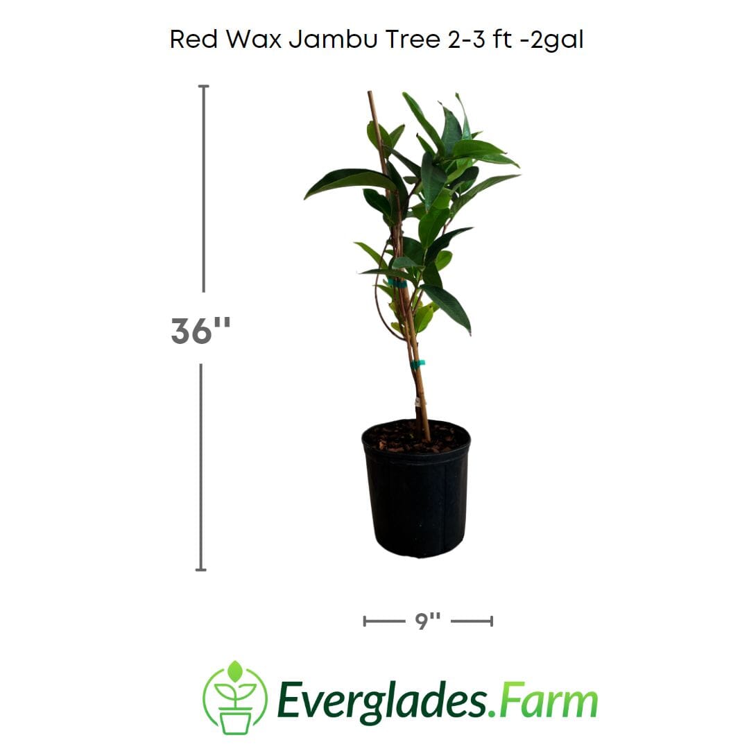 Red Wax Jambu Tree, Fruit Trees from Everglades Farm