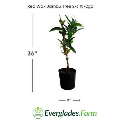 Red Wax Jambu Tree, Fruit Trees from Everglades Farm