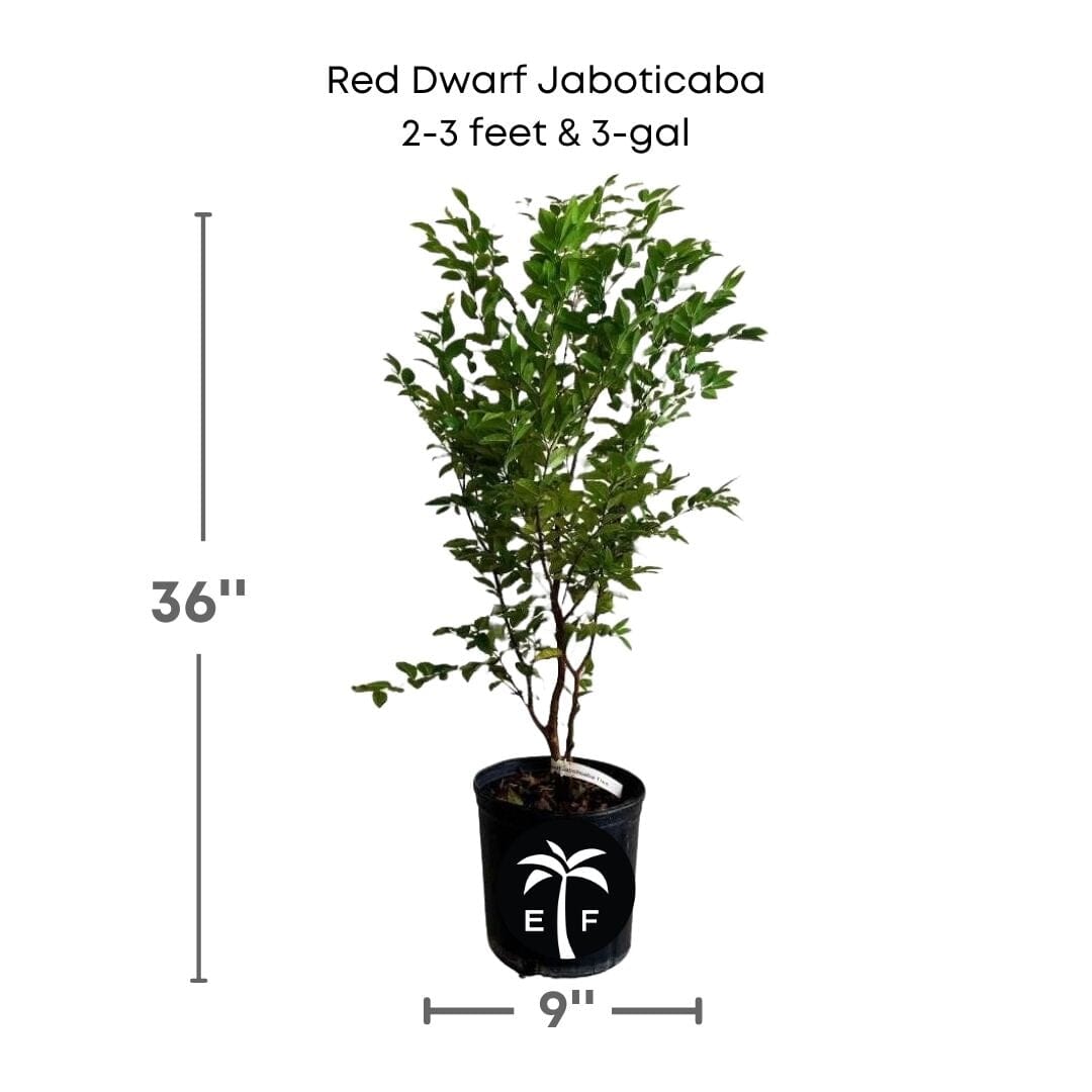 Red Dwarf Jaboticaba Tree, Hybrid, Fruit Trees from Everglades Farm