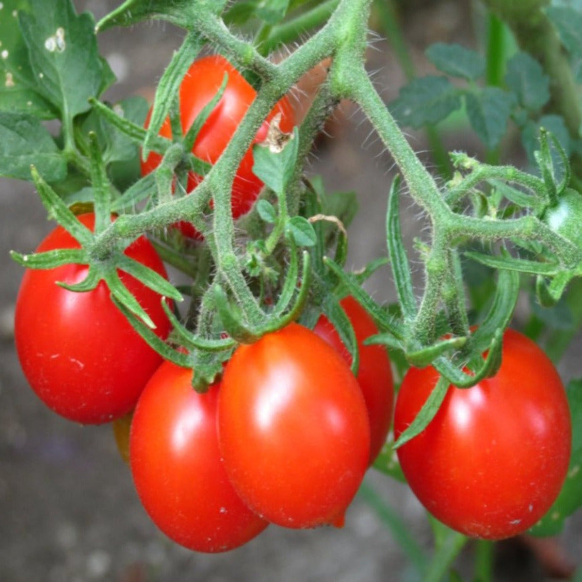 Riesenstrabe Heirloom Cherry Tomato Seeds by Papaws Garden Supply