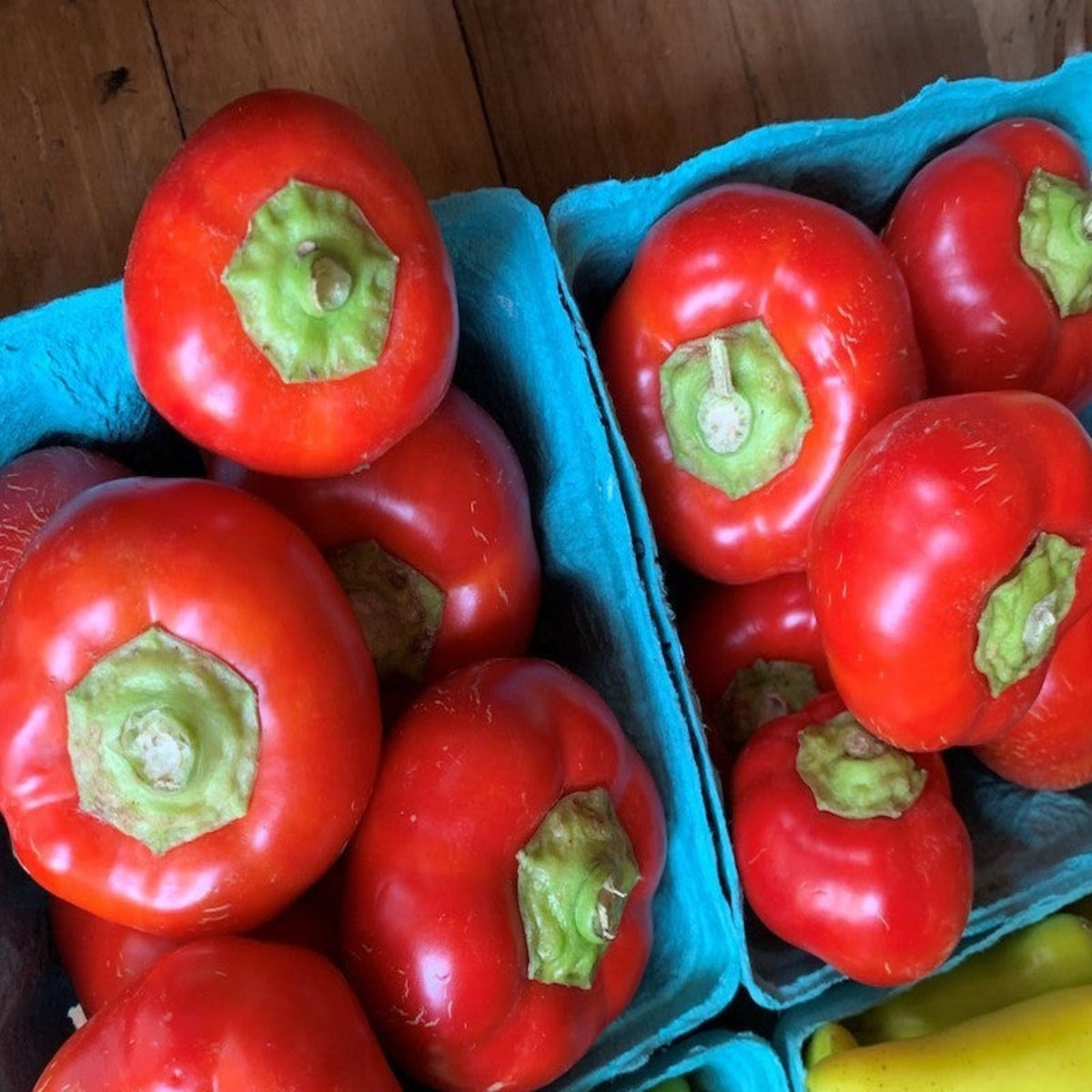 Right on Red Hybrid Sweet Paprika Pepper Seeds by Papaws Garden Supply