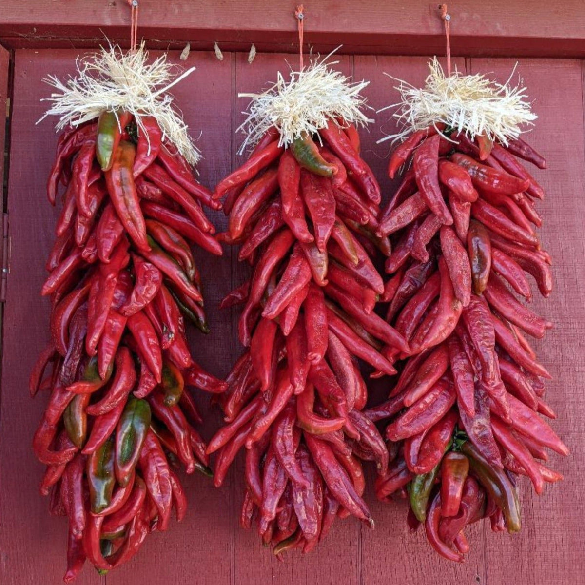 Hatch Cert. Sandia Chile Hot Pepper Seeds by Papaws Garden Supply