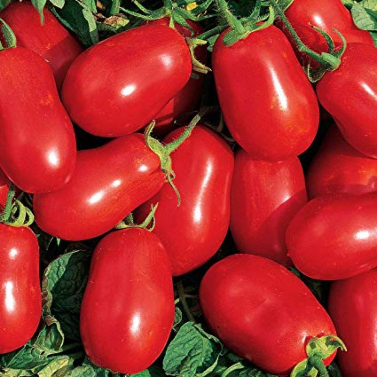 Roma Paste Tomato Seeds by Papaws Garden Supply