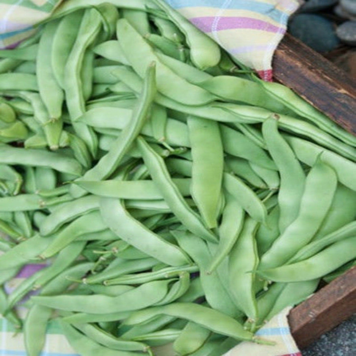 Roma II Green Bean Seeds by Papaws Garden Supply