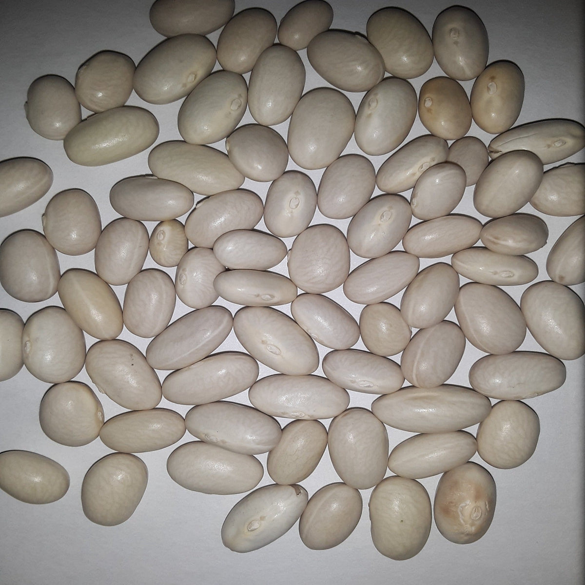 Roma II Green Bean Seeds, image 2 of 7