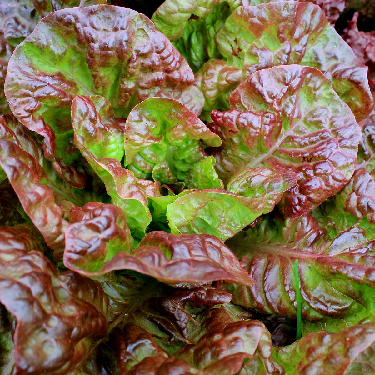 Ruby Red Lettuce Seeds by Papaws Garden Supply