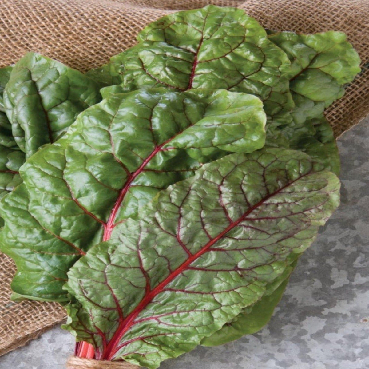 Rhubarb/Ruby Swiss Chard Seeds, image 2 of 6