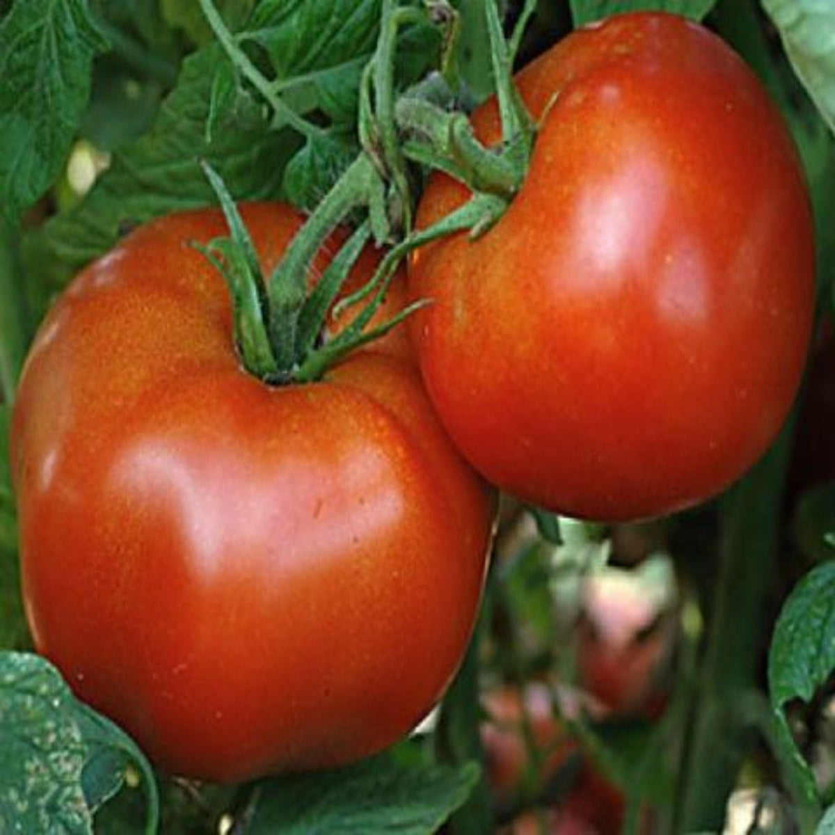 Rutgers Heirloom Tomato Seeds by Papaws Garden Supply