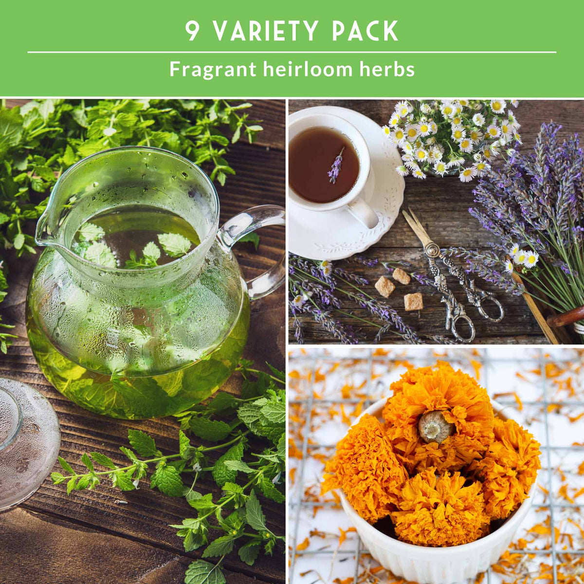 Medicinal Tea Herb Seeds Collection – 9 Heirloom Non-GMO Herbs for Calming Teas, Wellness & Home Apothecary Gardens