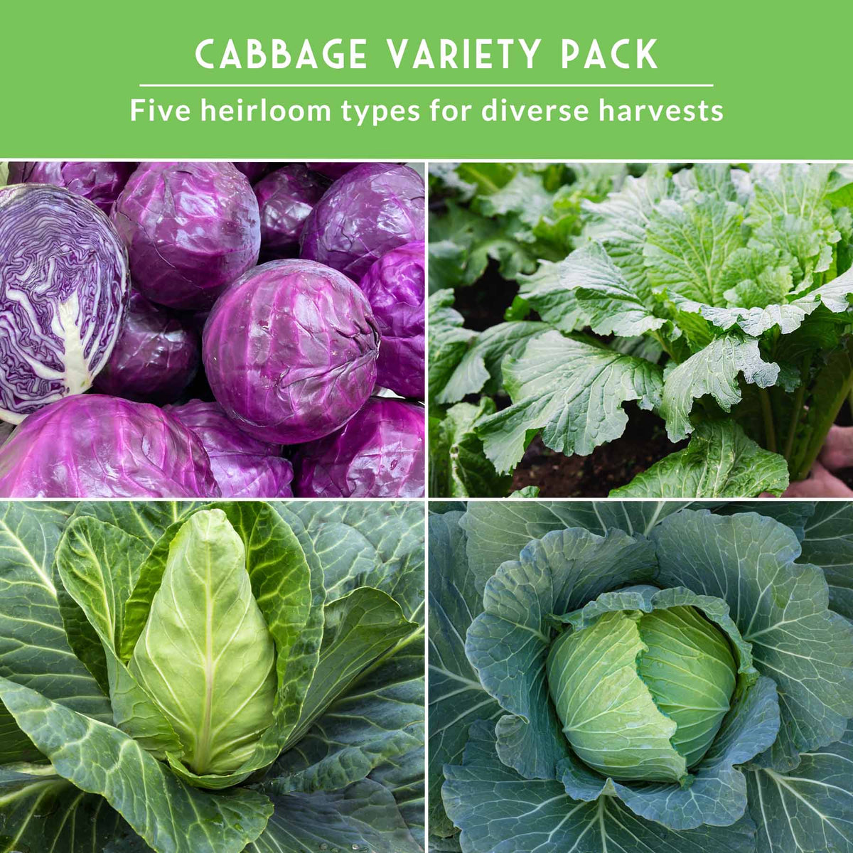 5-Variety Heirloom Cabbage Seed Collection – Non-GMO Green, Red & Napa Cabbages for Spring and Fall Gardens