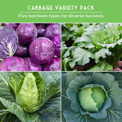 5-Variety Heirloom Cabbage Seed Collection – Non-GMO Green, Red & Napa Cabbages for Spring and Fall Gardens