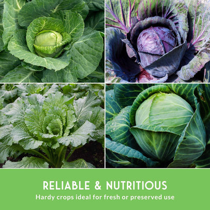 5-Variety Heirloom Cabbage Seed Collection – Non-GMO Green, Red & Napa Cabbages for Spring and Fall Gardens
