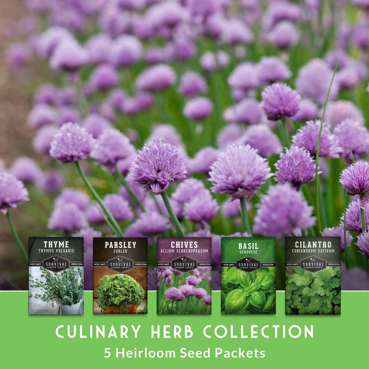 Culinary Herb Seed Collection – 5 Essential Kitchen Herbs for Indoor or Outdoor Growing