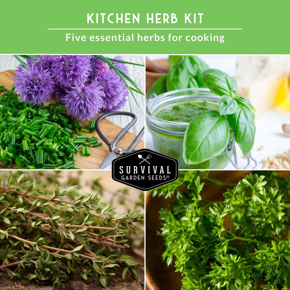 Culinary Herb Seed Collection – 5 Essential Kitchen Herbs for Indoor or Outdoor Growing