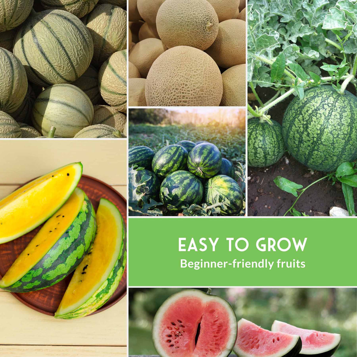 Melon Seed Collection – 6 Heirloom Varieties of Watermelon, Cantaloupe & Honeydew for High-Yield Summer Gardens