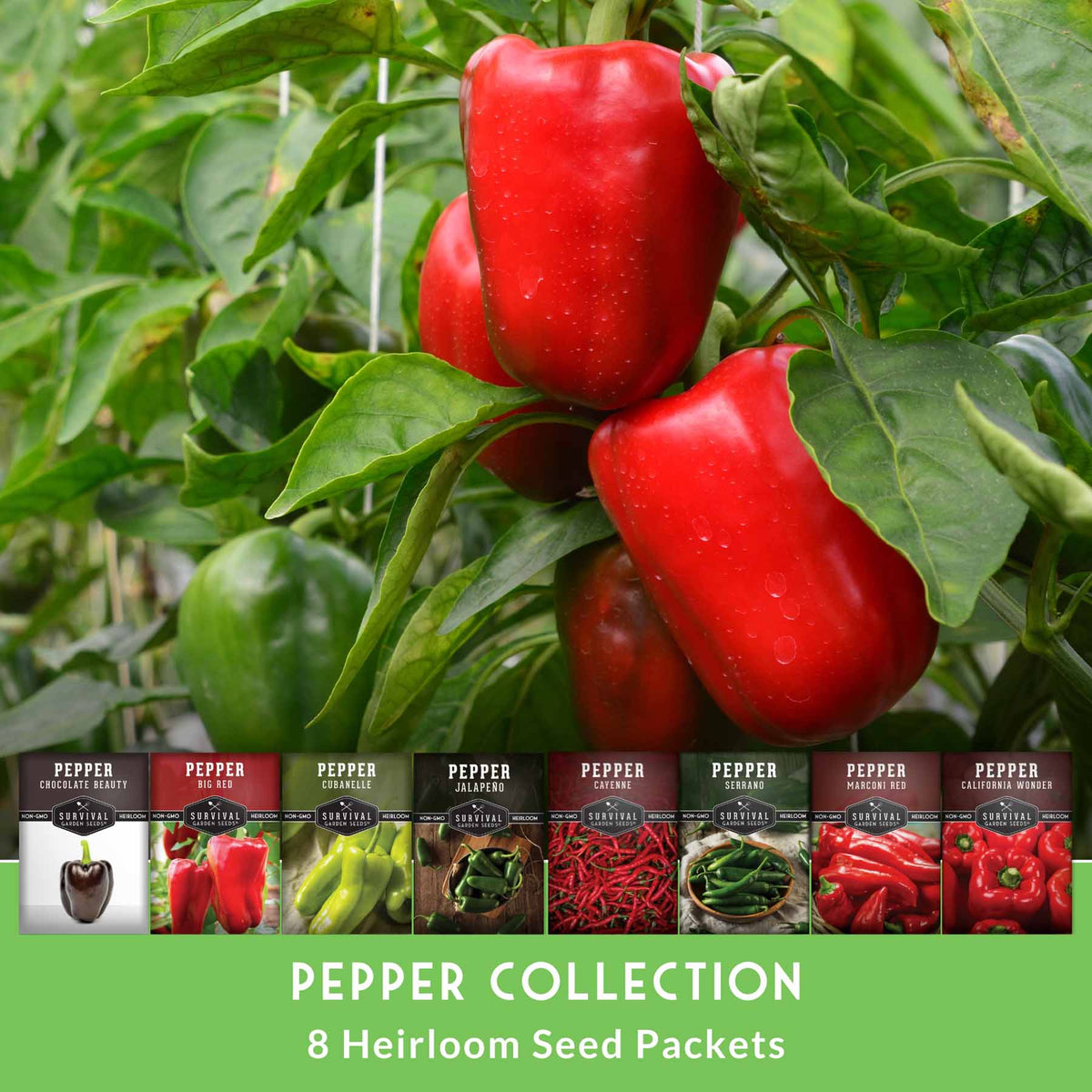 Eight Pepper Seed Collection – Heirloom Non-GMO Sweet & Hot Pepper Varieties for Home Gardening and Food Preservation
