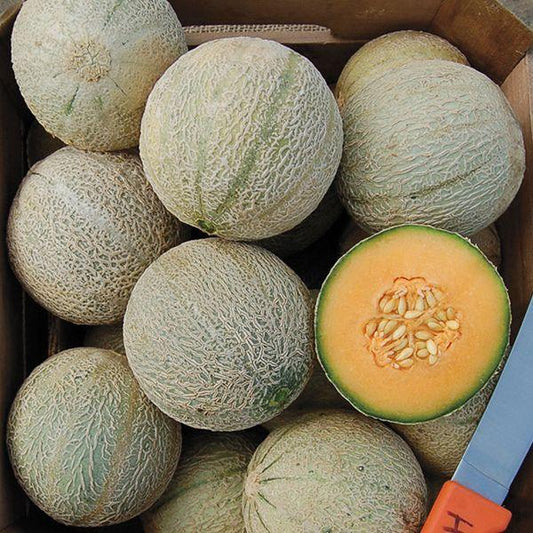 Sivan Melon Seeds (Organic)