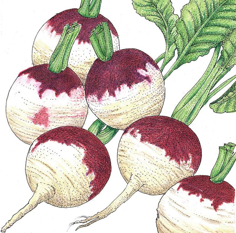 Purple Top White Globe Turnip Seeds (Organic), Garden from Grow Organic