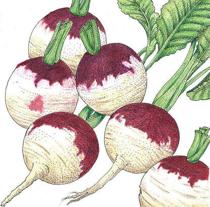 Purple Top White Globe Turnip Seeds (Organic), Garden from Grow Organic