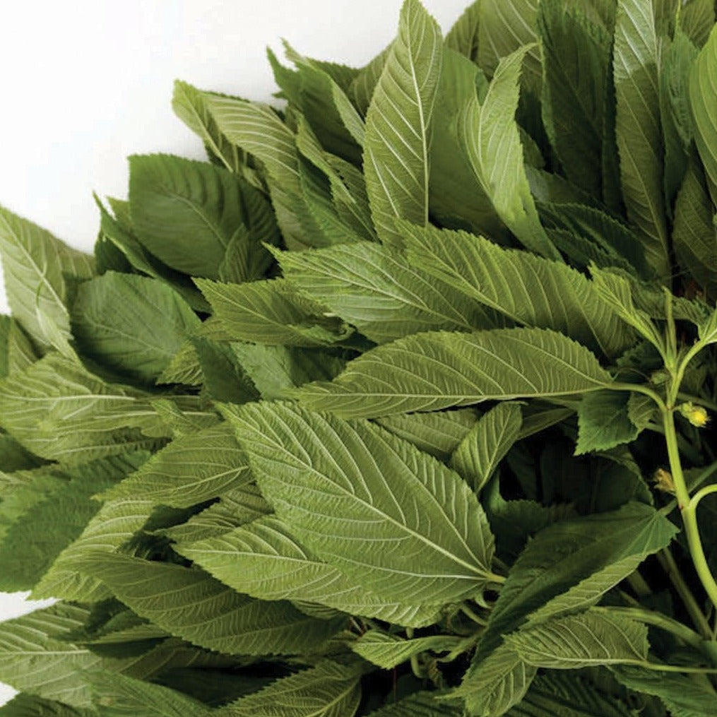 Egyptian Spinach by MIgardener