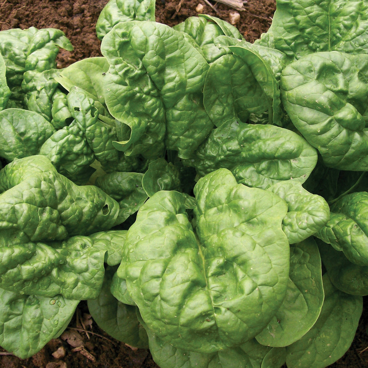 Bloomsdale Long Standing Spinach by MIgardener