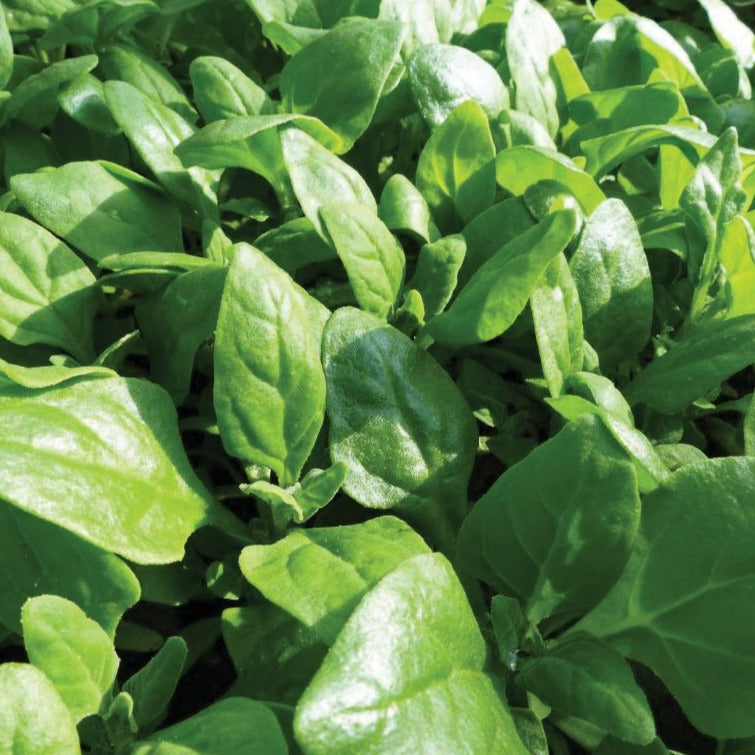 New Zealand Spinach by MIgardener