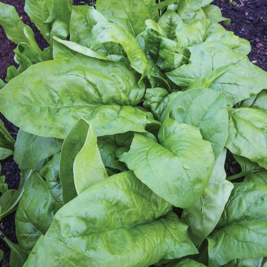 Viroflay Spinach by MIgardener